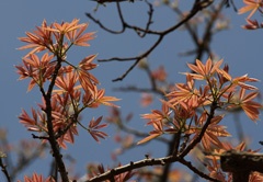 IMG_8993a